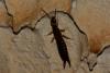 Euborellia sp.